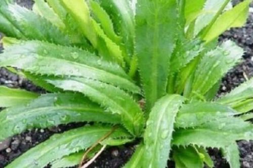 'Lộc trời' mọc hoang khắp Việt Nam, hái đem ra chợ bán đắt như tôm tươi