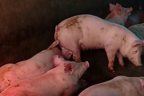 Đột xuất kiểm tra, phát hiện vi phạm tại cơ sở chăn nuôi ở Đà Nẵng