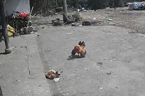 CLIP: Thấy đại bàng lao xuống bắt gà mái, gà trống hùng hổ xông tới giải cứu rồi nhận cái kết bẽ mặt