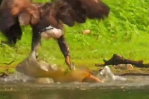 CLIP: Đại bàng phi thân xuống nước, vất vả tóm cá 'khủng' lôi lên bờ