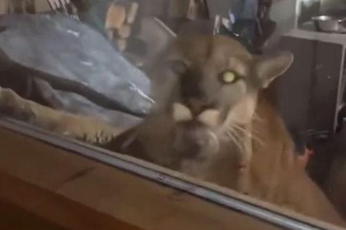 CLIP: Sư tử núi đột nhập nhà dân, tấn công thú cưng khiến cộng đồng mạng hoảng hốt