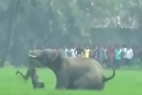 CLIP: Voi hoang dã nổi điên, quăng quật người đàn ông rồi giẫm đạp đến chết