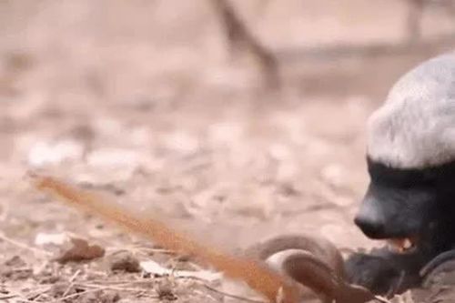 CLIP: Lửng mật tung đòn chí mạng, hạ gục rắn trong tích tắc