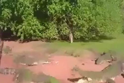 CLIP: Cá sấu cắn đứt lìa chân đồng loại ngay trước mặt nhân viên sở thú