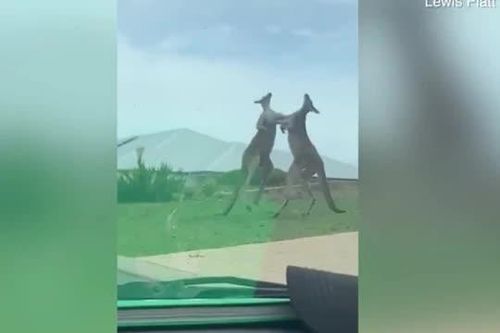 CLIP: Màn đấu võ như phim hành động giữa hai con Kangaroo trên vỉa hè