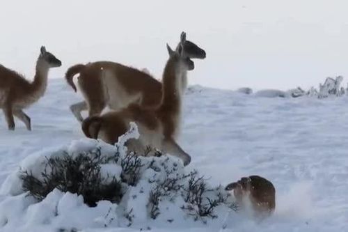 CLIP: Báo sư tử tung đòn chí mạng hạ gục lạc đà guanaco giữa băng tuyết