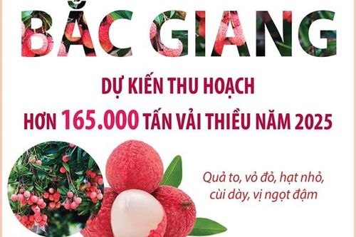 Bắc Giang dự kiến thu hoạch hơn 165.000 tấn vải thiều năm 2025