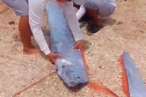 Xôn xao đoạn clip cá mái chèo trôi dạt vào bờ vịnh Vĩnh Hy