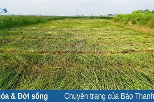 Cây cói trên đất Nga Sơn
