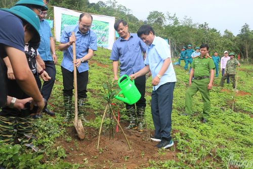 Tuần Giáo phát động ra quân trồng, chăm sóc cây mắc ca