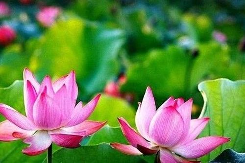 Tháng năm nhớ Người