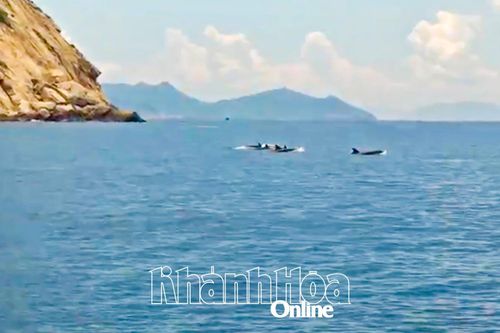 Đàn cá heo hơn 100 con xuất hiện ở vịnh Nha Trang