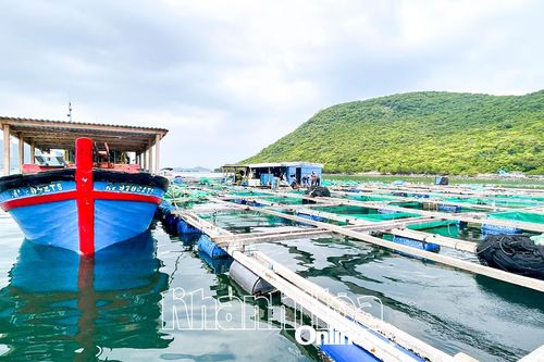 Ngăn chặn tôm hùm giống nhập lậu