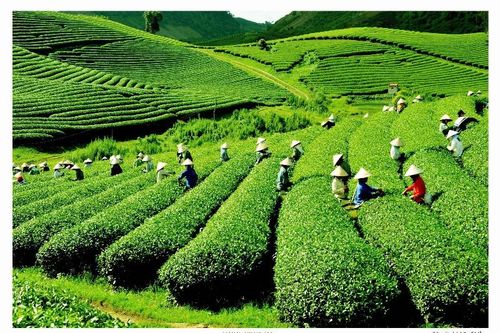 Ra sức học tập và làm theo Bác để Lai Châu vươn mình trong kỷ nguyên mới