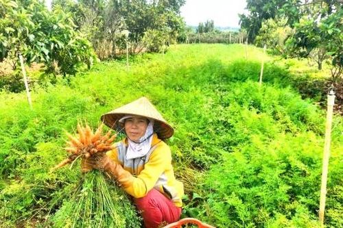 Kết nối biển, rừng với Net Zero (Bài 2)