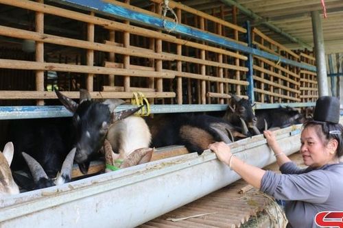 Tông Lạnh phát triển chăn nuôi theo hướng hàng hóa