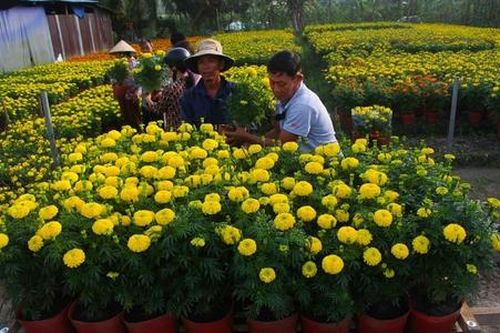 Hậu Giang: Nở rộ sắc hoa, vươn lên thoát nghèo