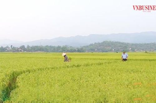 Những cánh đồng số hóa của đồng bào dân tộc thiểu số ở lòng chảo Mường Thanh