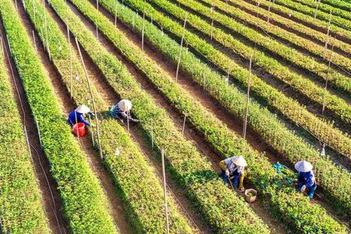 Chuyển đổi cây trồng, phát triển HTX: Chìa khóa thoát nghèo bền vững ở Yên Khánh