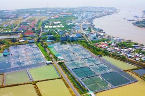 Xây dựng chuỗi liên kết trong nuôi tôm