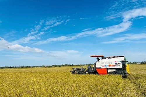 Thu hoạch dứt điểm 17.052ha lúa đông xuân