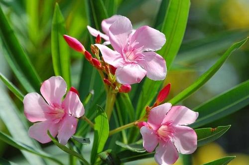 Những loại cây cảnh tuyệt đối không nên đặt trong phòng làm việc