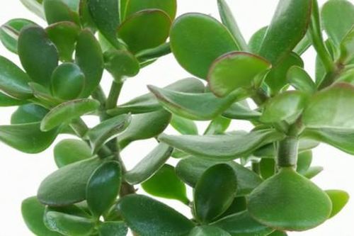 Top cây đặt phòng ngủ giúp giấc ngủ ngon, có lợi cho sức khỏe