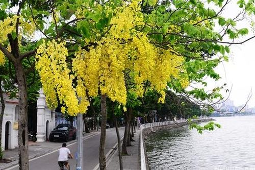 Hoa muồng nở rộ, Hồ Tây ánh vàng rực rỡ