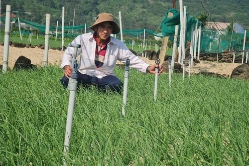 Hiệu quả từ mô hình tưới nước tiết kiệm ở đảo Lý Sơn