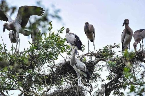 Hình ảnh cảm nhận 'sống hài hòa với thiên nhiên và phát triển bền vững'