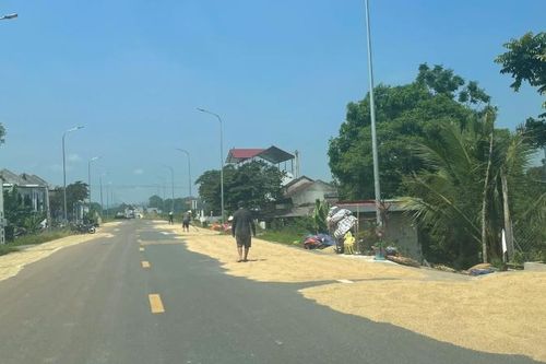 Vào mùa gặt, quốc lộ lại biến thành sân phơi