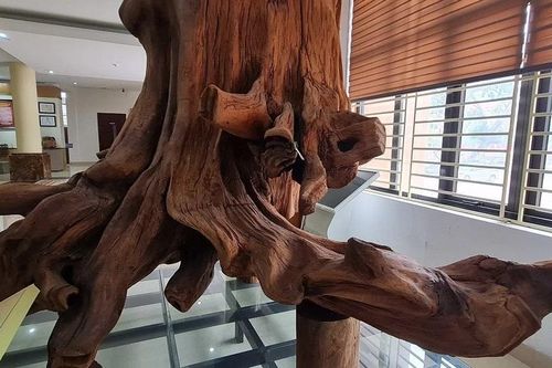 Loại gỗ quý hơn vàng ở Việt Nam, giới đại gia ráo riết lùng
