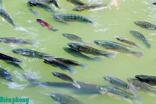 Hướng đi giúp nông dân vùng biên giới Đồng bằng sông Cửu Long thoát nghèo