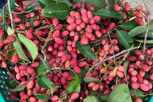 Đặc sản An Giang nửa như chôm chôm, nửa giống vải, 3 năm ra trái 1 lần