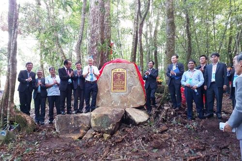 Quần thể 108 cây cổ thụ ngàn năm tuổi ở VQG Bidoup-Núi Bà được công nhận là Cây Di sản Việt Nam