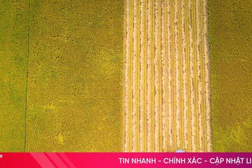 Hà Tĩnh - đồng thơm hương lúa mới