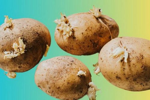 Khoai tây mọc mầm hay ngả xanh có ăn được không?