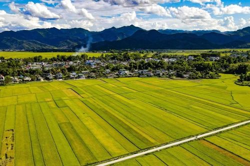Tháng 5 mùa vàng rực rỡ trên cánh đồng Mường Thanh
