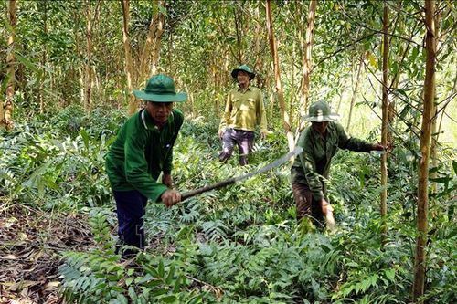 Tăng hiệu quả các mô hình kinh tế kết hợp với bảo vệ rừng