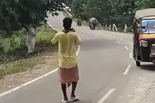 CLIP: Tê giác hoang dã bất ngờ truy đuổi và giẫm tử vong người đi xe máy