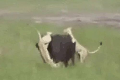 CLIP: Mới sinh con xong đã bị đàn sư tử truy sát, trâu rừng nổi điên húc tung kẻ đi săn nhưng kết cục mới gây chú ý