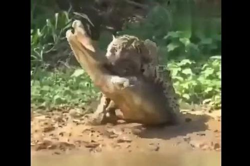 CLIP: Báo hoa mai liều lĩnh hạ gục cá sấu ngay tại 'lãnh địa tử thần'