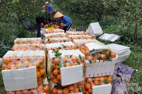 Phát triển cây ăn quả là 'đòn bẩy' xây dựng nền nông nghiệp sinh thái Thanh Hóa