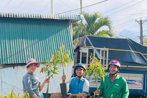 Các cơ sở kinh doanh cây giống vào mùa