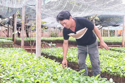 Siết chặt chất lượng cây giống cà phê