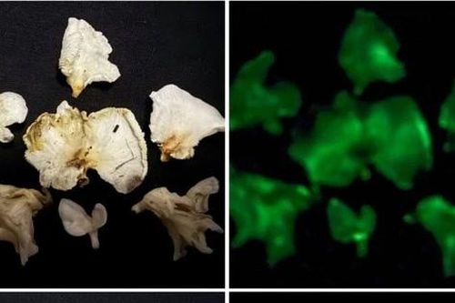 Phát hiện hai loài nấm phát quang kỳ bí tại Vườn quốc gia Bái Tử Long