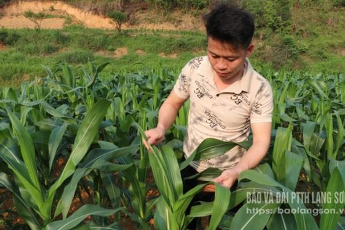 Châu chấu tre, phòng hơn chữa