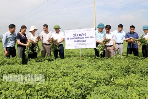 Đánh giá mô hình thâm canh hàng hóa giống lạc L29 tại huyện Yên Mô