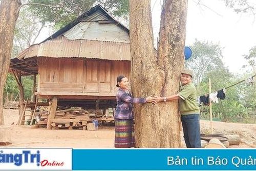 Tăng cường bảo tồn loài gỗ trắc, giáng hương ở miền Tây Quảng Trị