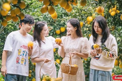 Phát triển cây ăn quả gắn với du lịch